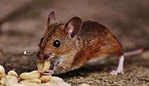 24 Hour & Emergency Exterminators in Connelly Springs, NC